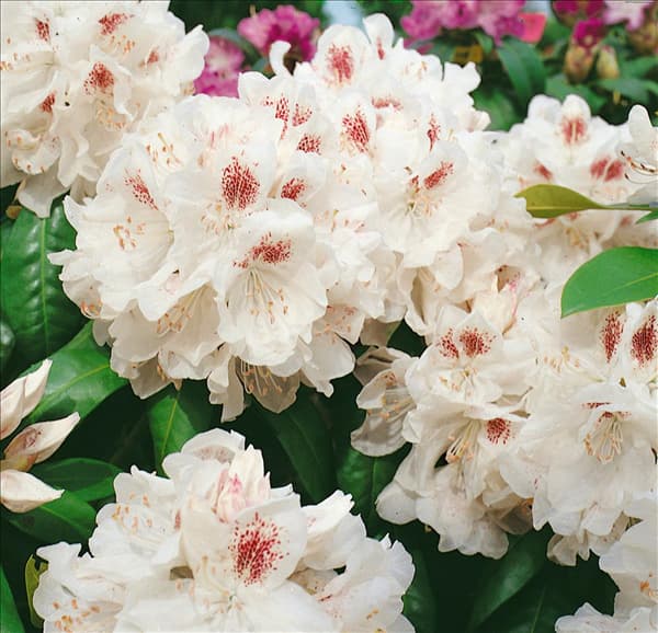 RHODODENDRON SCHNEEBUKETT