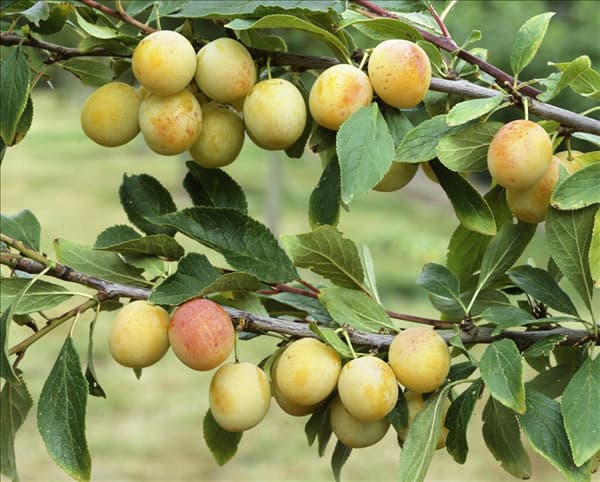 Prunus domestica ssp. italica de Nancy