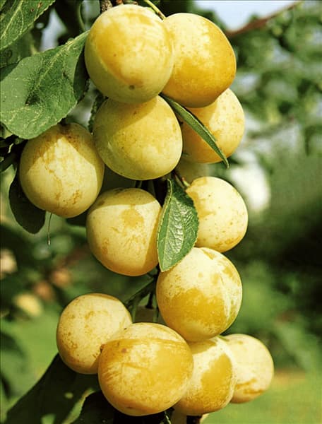 Prunus domestica ssp. italica de Nancy