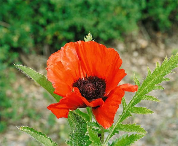 Papaver orientale Türkenlouis