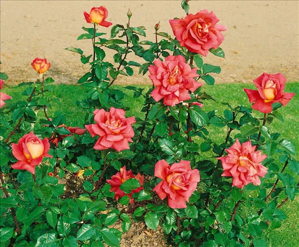 Rosa Chicago Peace