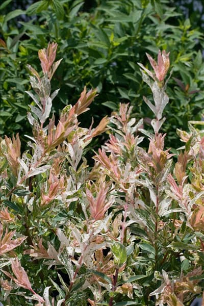 Salix integra Flamingo