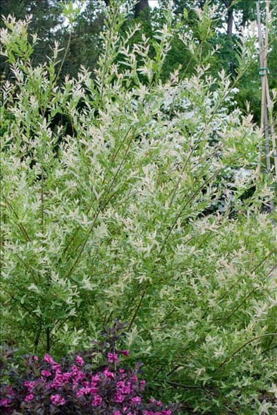 Salix integra Flamingo
