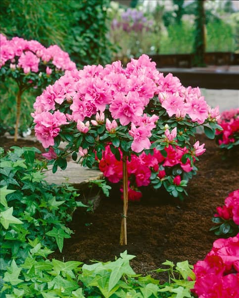 RHODODENDRON simsii Theo / Hochstamm