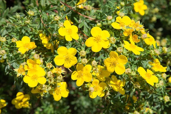 Potentilla fruticosa Goldfinger