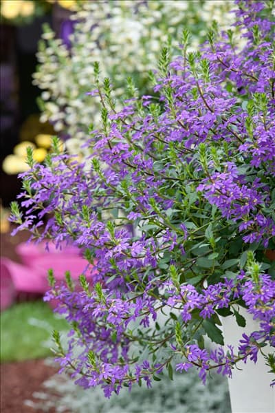 Scaevola Saphira