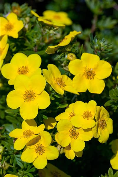 Potentilla fruticosa Goldfinger