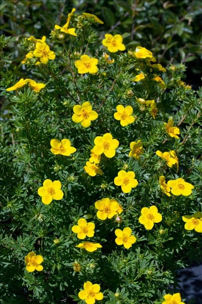 Potentilla fruticosa Goldfinger