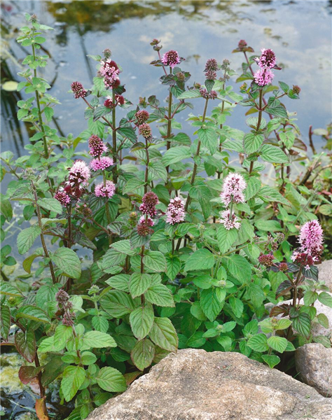 Mentha aquatica