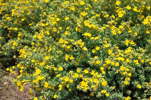Potentilla fruticosa Goldfinger