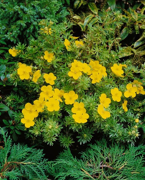 POTENTILLA FRUTICOSA GOLDFINGER