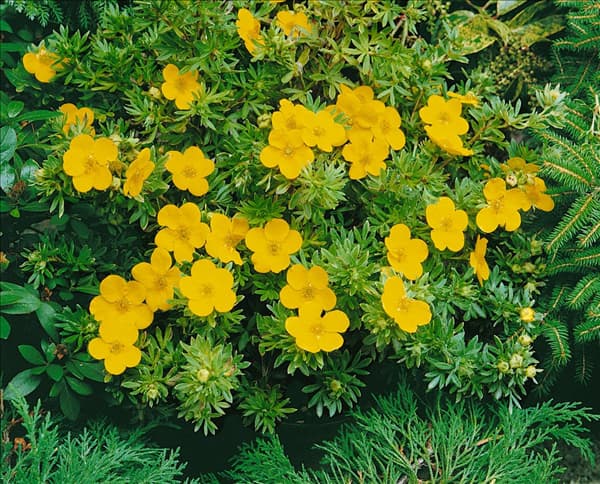 POTENTILLA FRUTICOSA GOLDFINGER