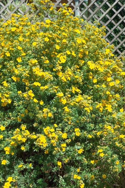 Potentilla fruticosa Goldfinger