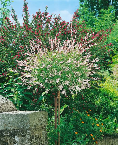 Salix integra Hakuro-nishiki