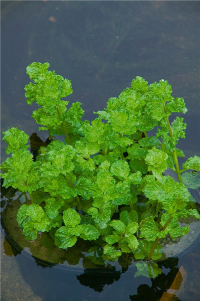 Mentha aquatica var. crispa