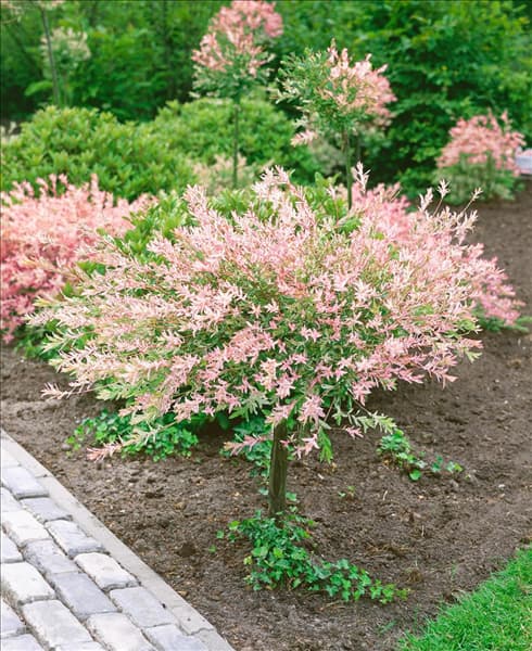 Salix integra Hakuro-nishiki