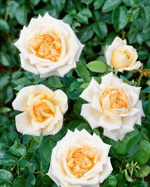 Rosa DORcafe MILLE ET UNE NUITS