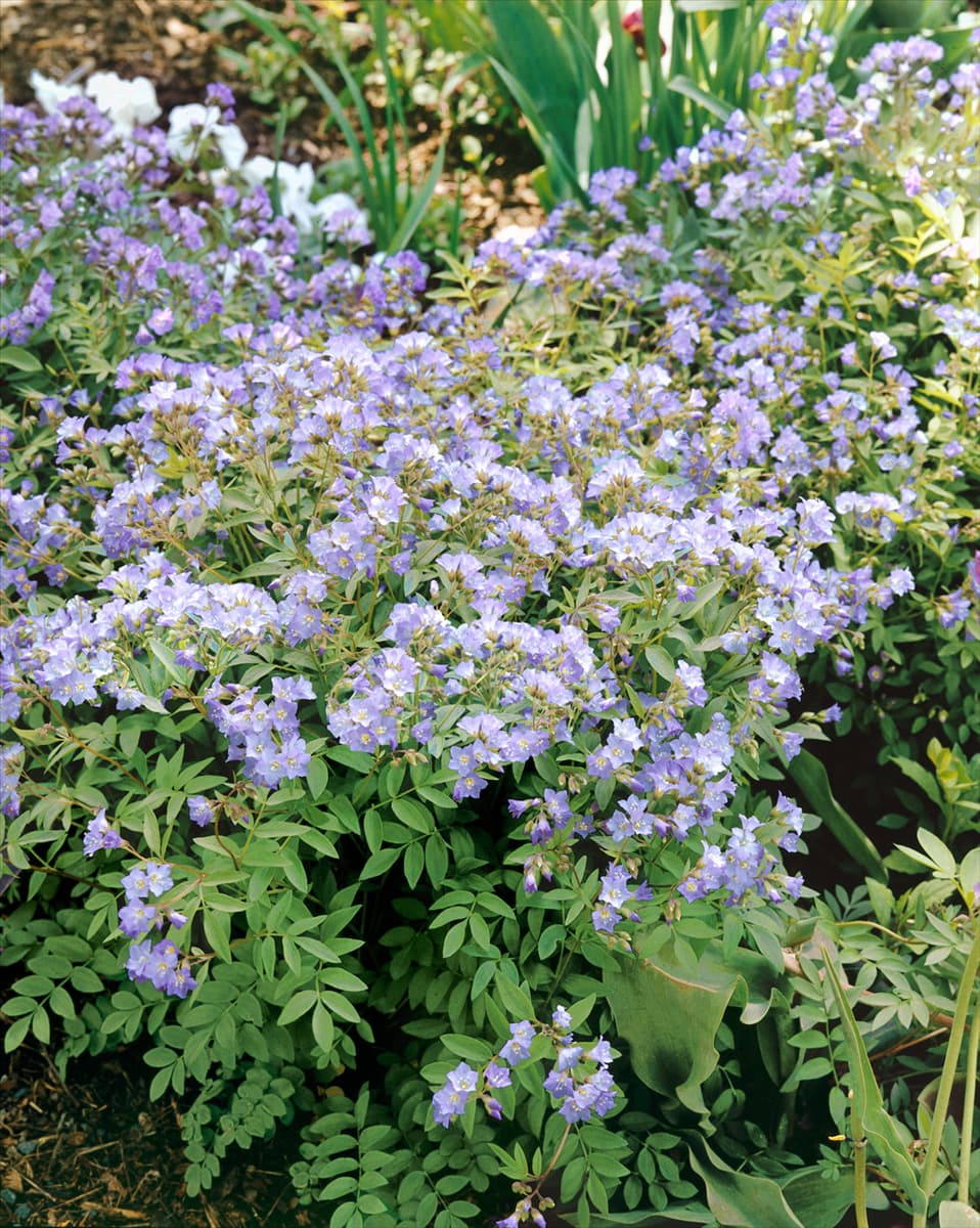 Polemonium Heaven Scent  USPP#20214