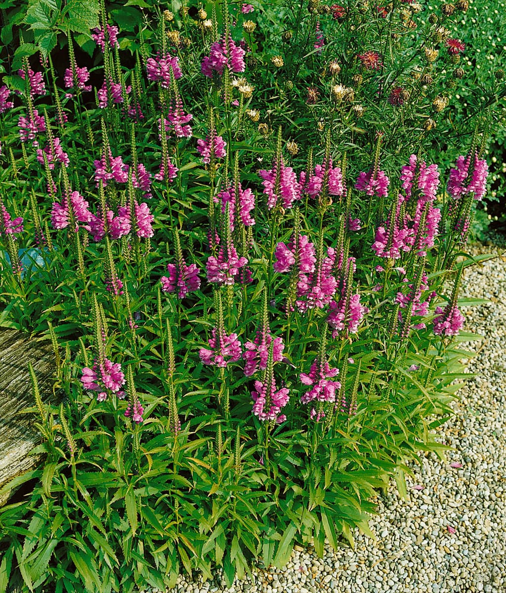PHYSOSTEGIA VIRGINIANA