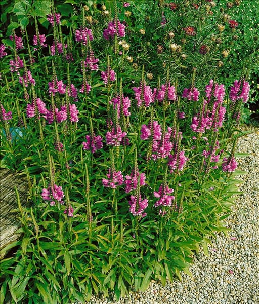 PHYSOSTEGIA VIRGINIANA