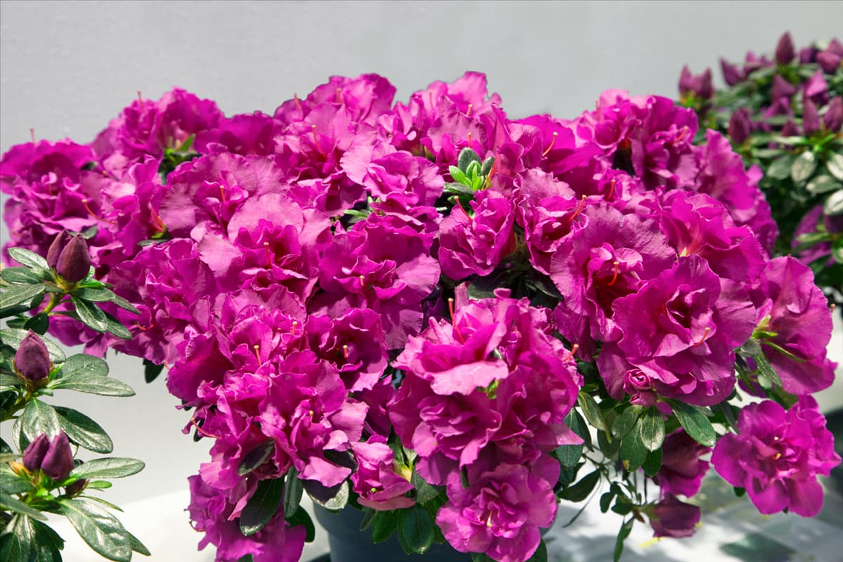 Rhododendron simsii Lady Violet
