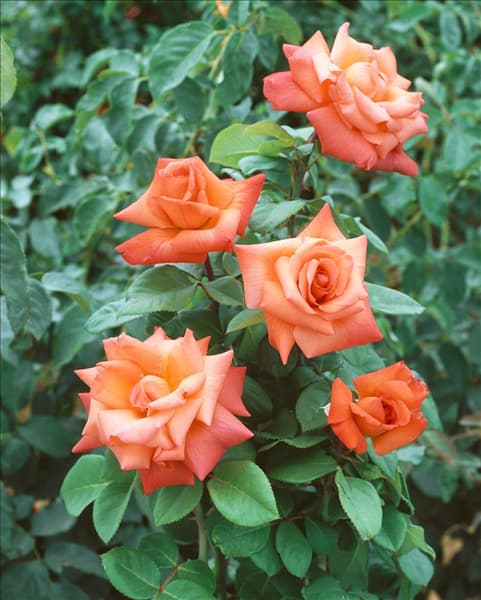 Rosa Christopher Columbus