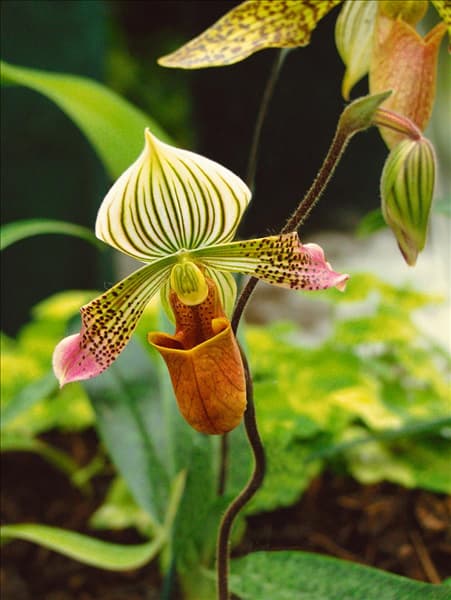 Paphiopedilum sp.