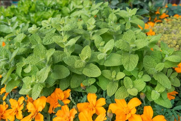 Bepflanzung mit Mentha