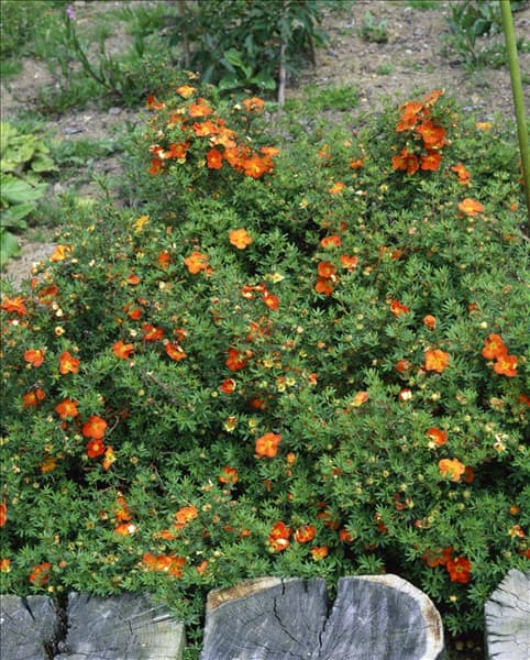 POTENTILLA FRUTICOSA RED ACE