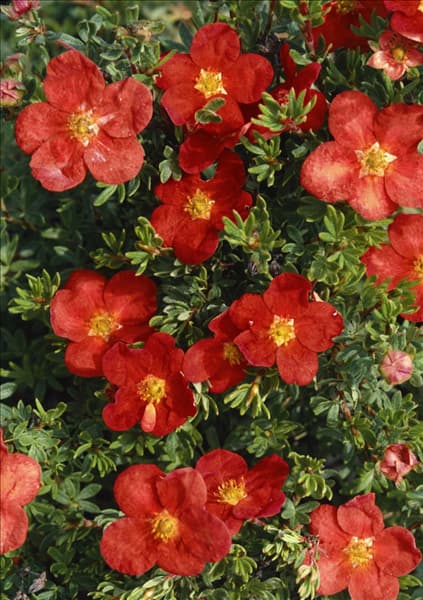 POTENTILLA FRUTICOSA RED ACE