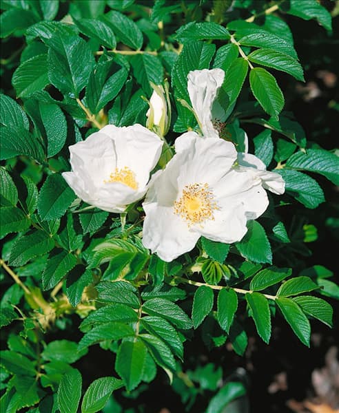 Rosa rugosa Alba