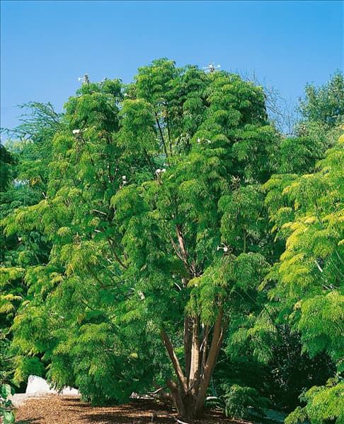 Radermachera sinica