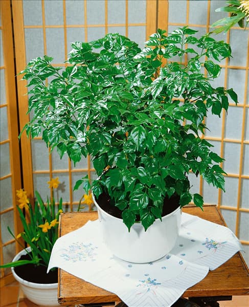RADERMACHERA sinica (Stereospermum)
