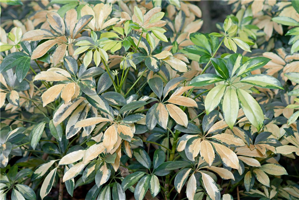Schefflera arboricola