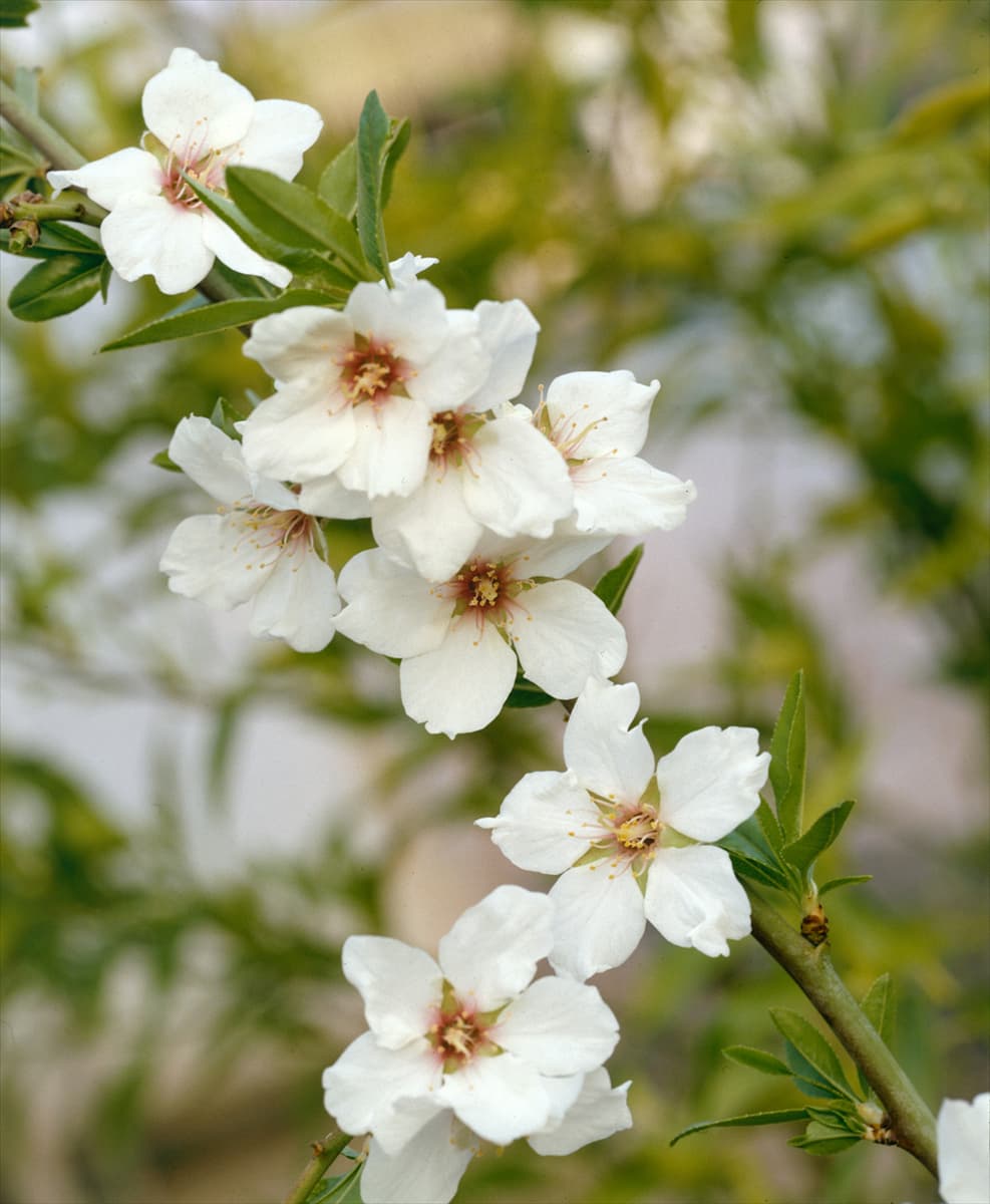 Prunus dulcis