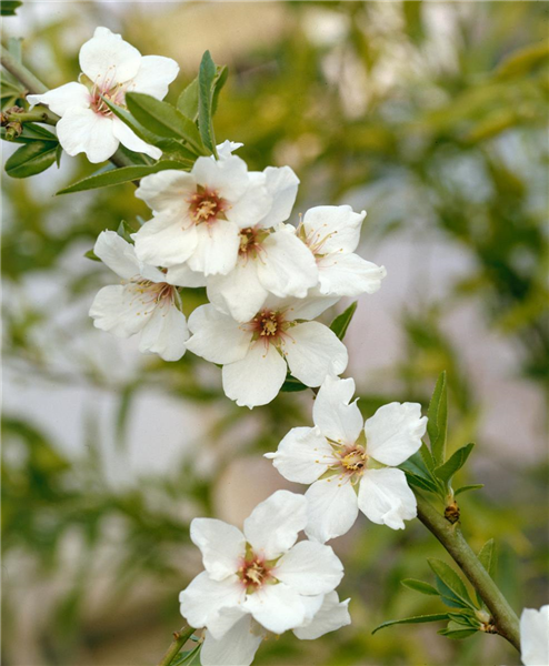 Prunus dulcis