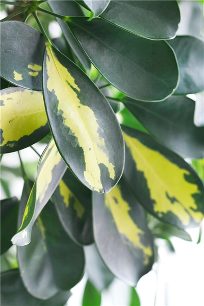 Schefflera arboricola
