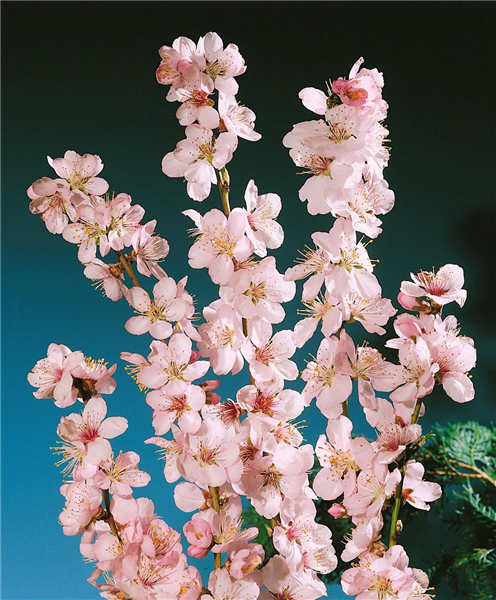 Prunus dulcis