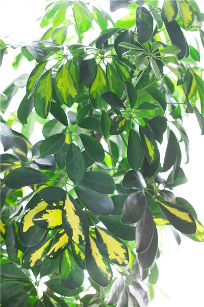 Schefflera arboricola