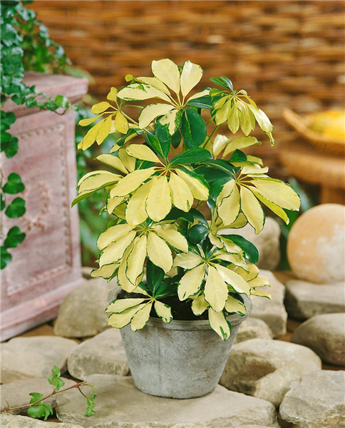 Schefflera arboricola Gold Capella