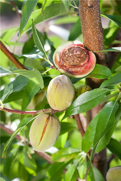 Prunus dulcis var. dulcis Rosalia