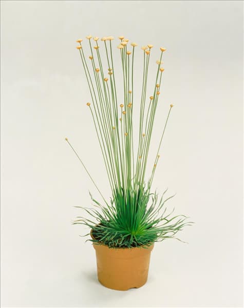 Syngonanthus chrysanthus Mikado