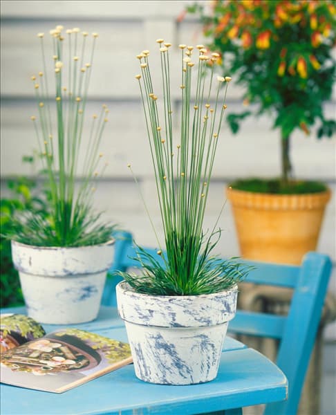 Syngonanthus chrysanthus Mikado