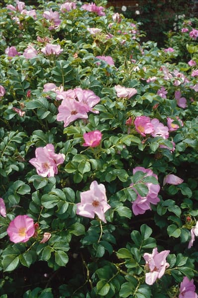 Rosa Frau Dagmar Hastrup