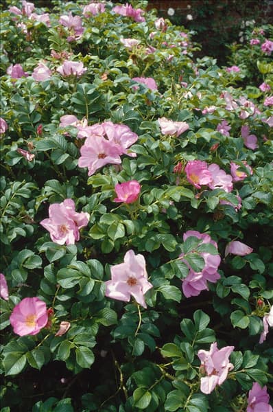 Rosa Fru Dagmar Hastrup DAGMAR HASTRUP