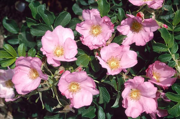 Rosa Fru Dagmar Hastrup DAGMAR HASTRUP