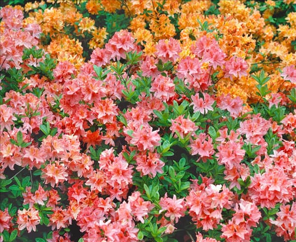 Rhododendron viscosum Jolie Madam