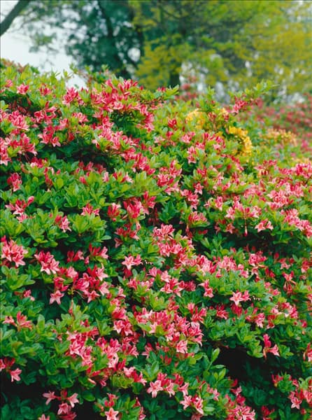 Rhododendron viscosum Antilope