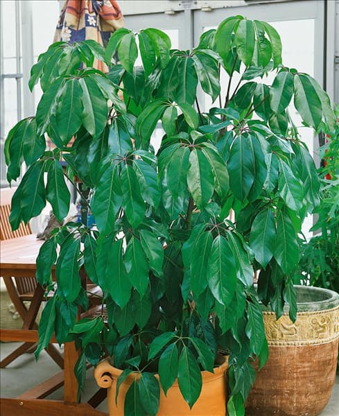 SCHEFFLERA actinophylla Amate
