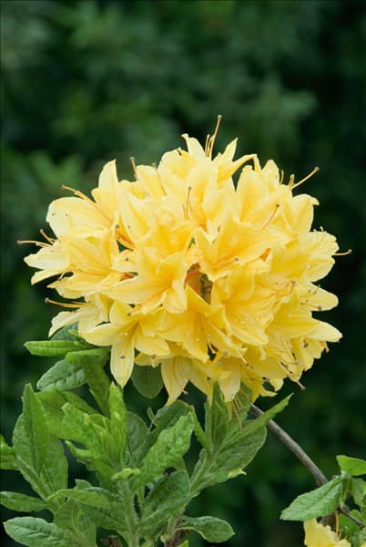 Rhododendron viscosum Arpege